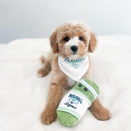 Clover - Apricot male Maltipoo puppy in Huntsville, Texas from Nelson Creek Farms