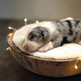 Zephyr - Blue merle male Australian Shepherd puppy in Statesville, North Carolina from Charming Australian Shepherds