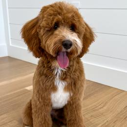 Luna - Goldendoodle