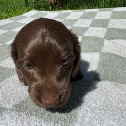 Dachshund Puppies from Rock Bottom Farms