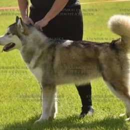 Alaskan Malamute puppies from SouthernStar Kennels