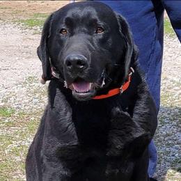 Ace - Labrador Retriever