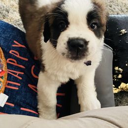 Saint Bernard Puppies from Southern Saints