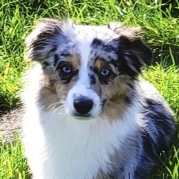 Okie - Toy Australian Shepherd