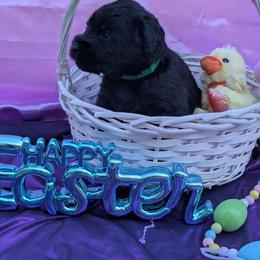 Tank - Black male Giant Schnauzer puppy in Noel, Missouri from Riesenschnauzers von Reh Bach