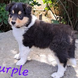 Purple - Black white and tan female Collie puppy in Kalispell, Montana from Boorman Mountain Kennel