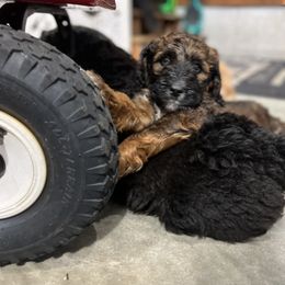 Saint Berdoodle Puppies from Highland Ridge Doodles