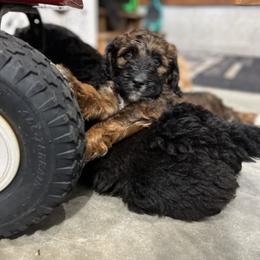 Saint Berdoodle Puppies from Highland Ridge Doodles
