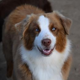 Girl 1 - Red tri-color female Australian Shepherd puppy in Fultonville, New York from Sandy Aussies & Pomeranians