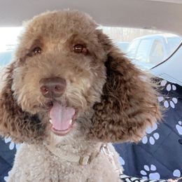 Aussiedoodles from Royal Conron Doodles