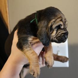 Green Collar boy - Black and tan male Bloodhound puppy in Franklin, Indiana from K Creek Farms