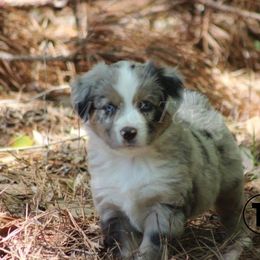 Australian Shepherd, Miniature Australian Shepherd, and Toy Australian Shepherd Puppies from TK Standard, Mini, & Toy Aussies