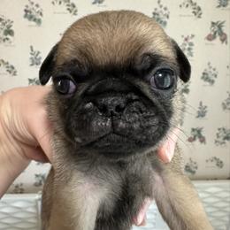 Brown - Fawn male Pug puppy in Hemet, California from Greek God Pugs
