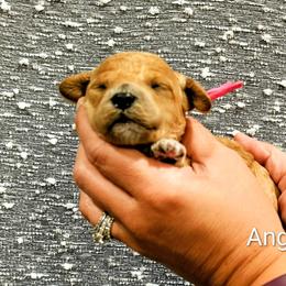 Angel - Red  female Goldendoodle puppy in Forest, Ohio from Mini Doodle Buddies