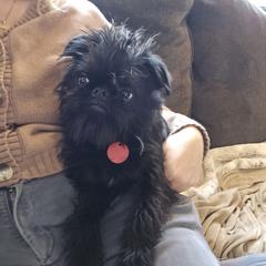 Agatha - Brussels Griffon