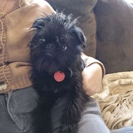Agatha - Brussels Griffon