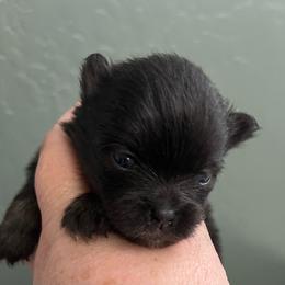 Rory - Black female Pomeranian puppy in Arizona from Ma Petite Amore Pomeranians