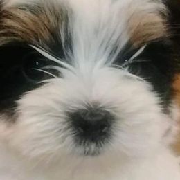 Biewer Terriers from Little Bear Creek Biewers