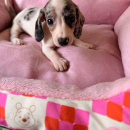 Jellybean - Dapple female Dachshund puppy in Magnolia, Texas from Carrie’s Countryside Dachshunds