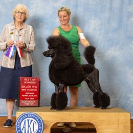 Chanel - Poodle