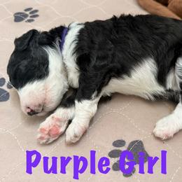 Purple Girl (Hermione) - Black and white female Bernedoodle puppy in Moulton, Alabama from Triple W Doodles