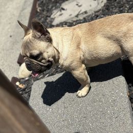 French Bulldog Puppies from Tribe of Judah Kennel