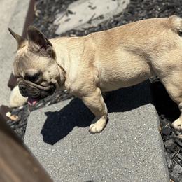 French Bulldog Puppies from Tribe of Judah Kennel