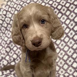 Karma - female Long Haired Weimaraner puppy in Blanchardville, Wisconsin from Northern Bluegrass Weimaraners