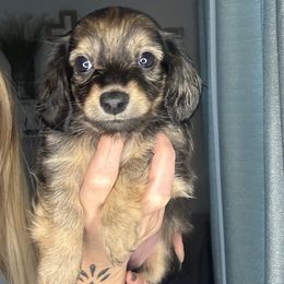 Inky - Black female Dachshund puppy in Brandon, Florida from Knights Dachshunds