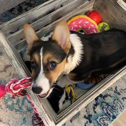 Cocker Spaniel and Pembroke Welsh Corgi Puppies from Sunflower Farms