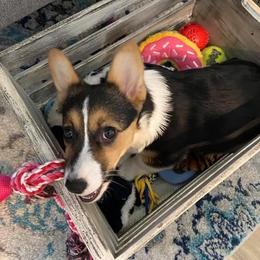 Cocker Spaniel and Pembroke Welsh Corgi Puppies from Sunflower Farms