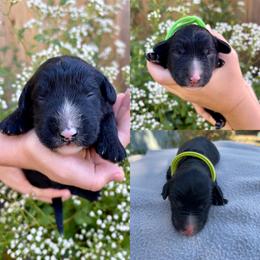 Sheepadoodle Puppies from Gainesville Sheepadoodles