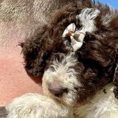 Bernedoodles, Goldendoodles, Labradoodles, and Pyredoodles from Oopsie Doodles of NC