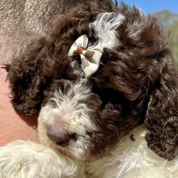 Bernedoodles, Goldendoodles, Labradoodles, and Pyredoodles from Oopsie Doodles of NC