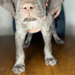 German Shorthaired Pointer Puppies from MCP Kennels