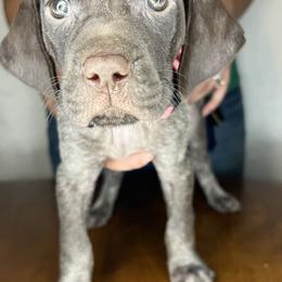 German Shorthaired Pointer Puppies from MCP Kennels
