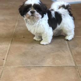 Shih Tzu Puppies from Pams precious shih tzus