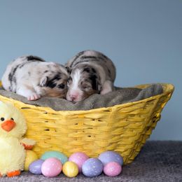 Australian Shepherd Puppies from Everly Australian Shepherds