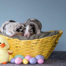 Australian Shepherd Puppies from Everly Australian Shepherds