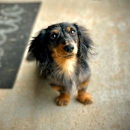 Dolly Jo - Dachshund