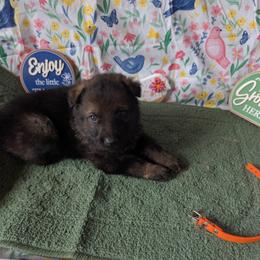 Orange - Bi-color male German Shepherd puppy in Motley, Minnesota from Von Thomson Haus