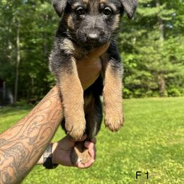 German Shepherd Puppies from Casale Shepherds