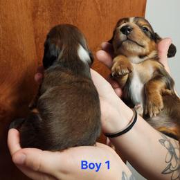 Boris (boy 1) - Piebald male Dachshund puppy in Grants Pass, Oregon from Climate City Doxies