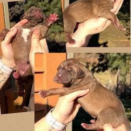 Reece - Fawn female Great Dane puppy in Wellsville, New York from Prophecy Danes