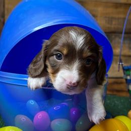 Stitch - Piebald male Dachshund puppy in Hesperia, California from Teenie Tiny Doxies