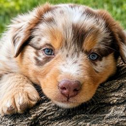 Shania - Red Merle - Red merle female Australian Shepherd puppy in Hugo, Colorado from Frying Pan Ranch Australian Shepherds