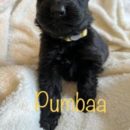 German Shepherd Puppies from B&R Kennel