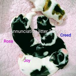 Rosa - Black and white female Havanese puppy in Anderson, South Carolina from Moe's Goldens and HavAntics