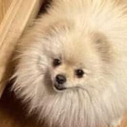 Willow - Pomeranian