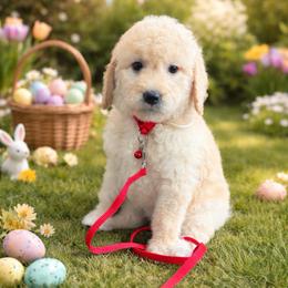 Muzick - Cream female Goldendoodle puppy in Houston, Texas from Were The Mack'Doodles